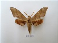 藏品(栗六點天蛾)的圖片